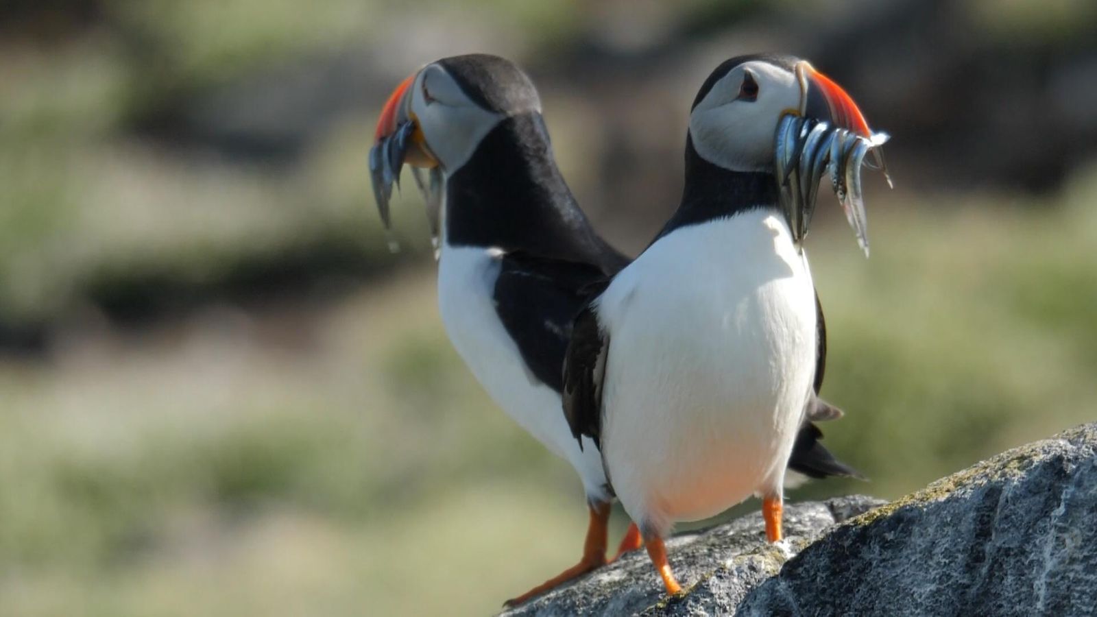 How AI is performing as nature’s defender on an island internet hosting hundreds of puffins