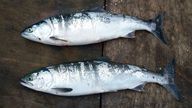The Environment Agency has urged anglers to report catches or sightings of invasive Pacific pink salmon, which are expected to appear in UK waters this year.

