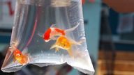 Goldfish. Pic: RSPCA Cymru