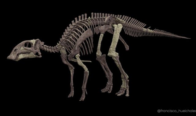 Never seen herbivore! This dinosaur roamed Earth 72 million years ago - we now know... - Vimarsana News
