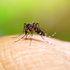 Asian tiger mosquitoes carrying dengue fever could be common in England within decades