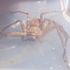 Stowaway African huntsman spider found in Edinburgh suitcase