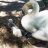 Three teenagers arrested after 'stealing prized swan before killing and eating it'