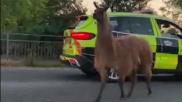 Llama on motorway in Lancashire