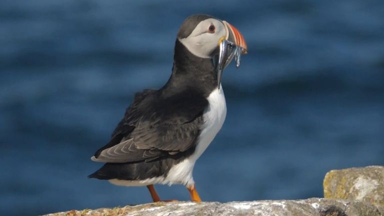 A puffin in Scotland