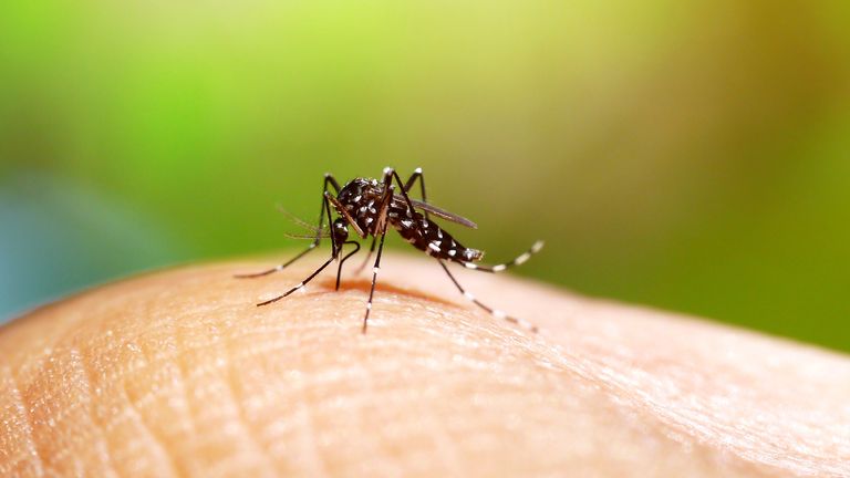 Increasing risk of mosquito-borne diseases in Europe following spread of Aedes species. Pic: iStock 