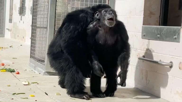 Florida: Watch as chimpanzee sees open sky for first time after 28