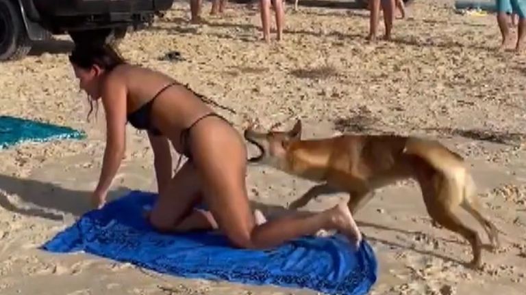 Dingo bites tourist