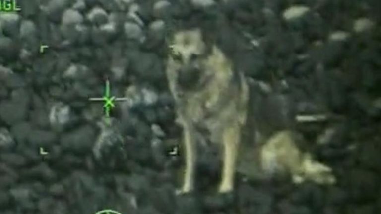 German Shepherd falls 300ft over cliff but is rescued alive