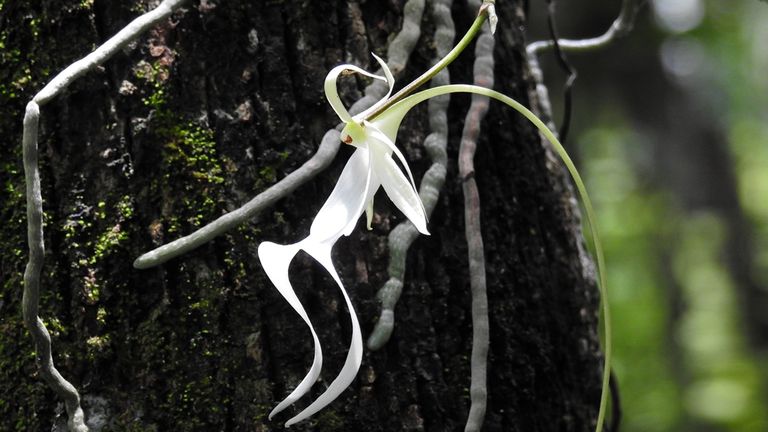 The ghost orchid Pic: RBG Kew