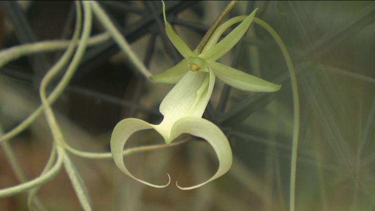 Florida ghost orchid at Kew Gardens