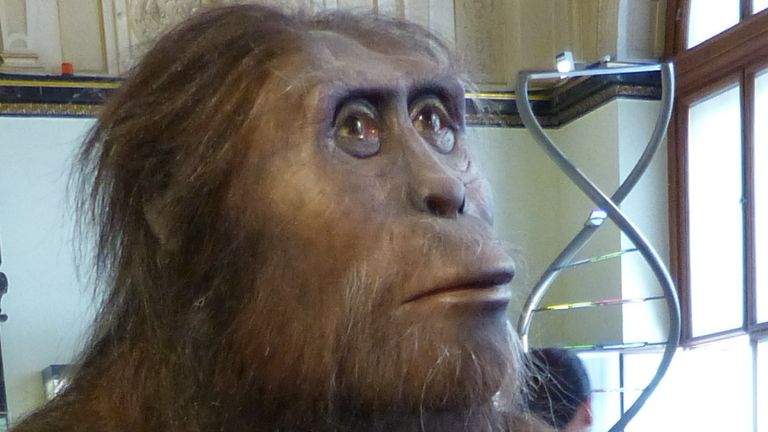 A model of what Australopithecus afarensis would have looked like. Pic: Wikimedia Commons