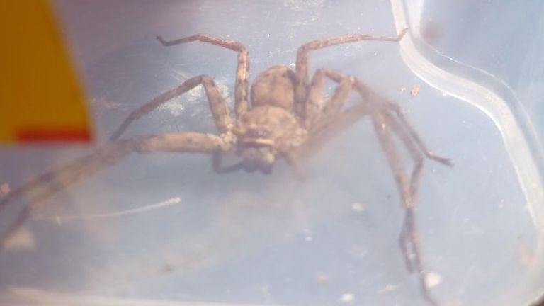 A huntsman spider was found in Edinburgh. Pic: Scottish SPCA
