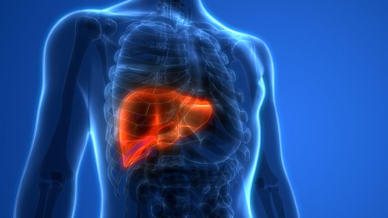 The liver highlighted in a man&#39;s body