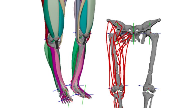 Photo of an undated handout released by the University of Cambridge of the digitization of the attachment areas used to build a muscle model of Lucy, alongside the completed 3D muscle model.  For the first time, scientists at the University of Cambridge have digitally reconstructed the lower limb muscles of extinct ape-like relatives that lived in Africa more than three million years ago.  Release date: Wednesday, June 14, 2023.