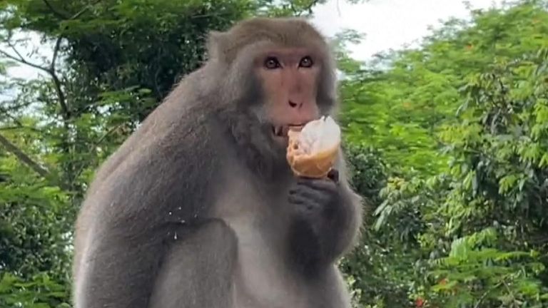 Monkey enjoys an ice cream on a fence in Taiwan