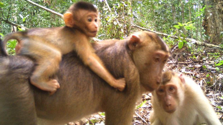 Pig-tailed macaque family. Pic: Ecological Cascades Lab
