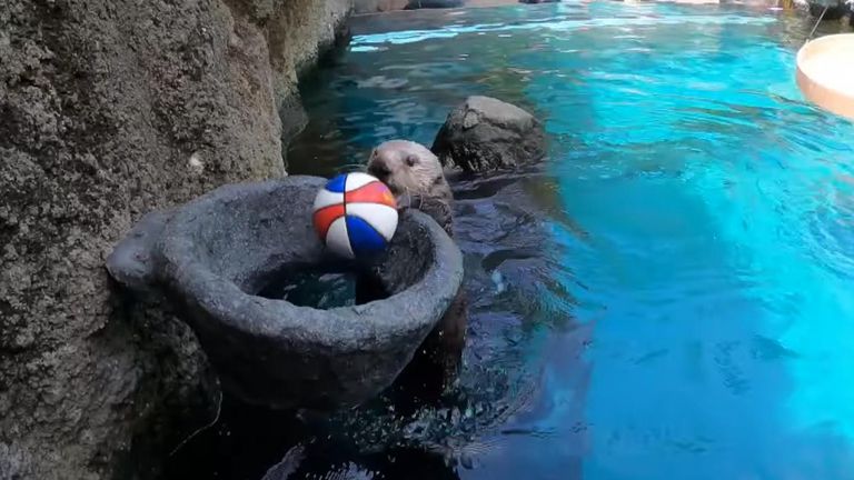 Juno the otter plays basketball