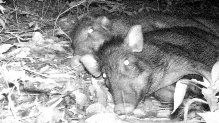 Wild boars resting in Malaysia. Pic: Ecological Cascades Lab