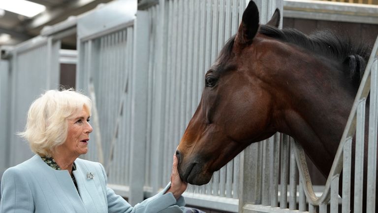Queen Camilla meets former racing horse Percy Toplis during a visit to The British Racing School in Newmarket
Pic:AP