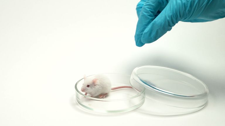 The study was conducted on rats. Pic: iStock