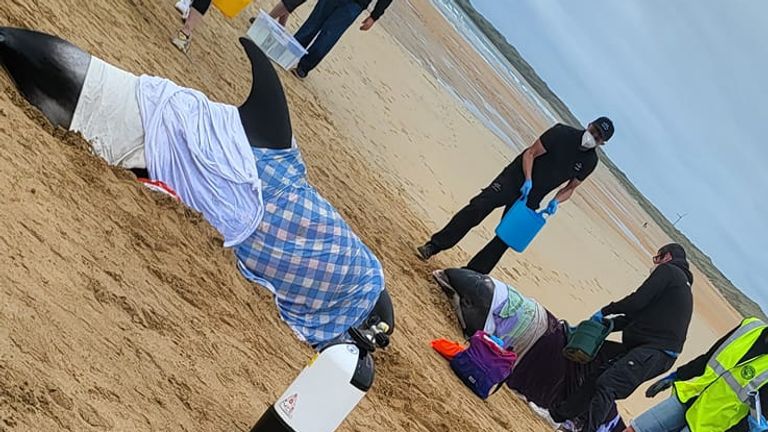 Dolphins stranded on Fraserburgh Beach. Pic: Aberdeenshire Drone Services