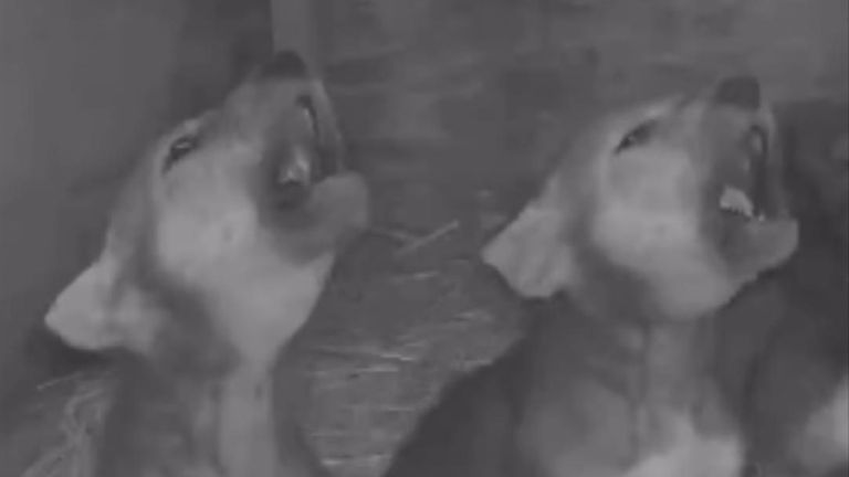 A zoo in South Dakota in the US has captured wolf pups, who are only a few weeks old, learning to howl after observing pack behaviour from their parents.