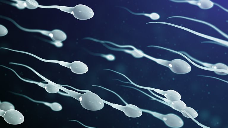 AI tool finds sperm in infertile men faster and more accurately than  doctors | Science & Tech News | Sky News