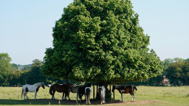 Horses shelter under trees on Basingstoke Common, Hampshire