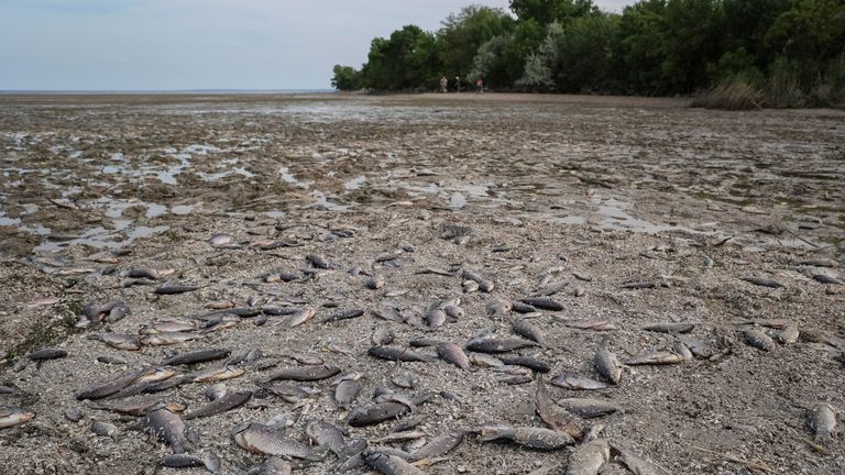Dead fish are seen on the drained bottom of the Nova Kakhovka reservoir after the Nova Kakhovka dam breached, amid Russia&#39;s attack on Ukraine, in the village of Marianske in Dnipropetrovsk region, Ukraine June 7, 2023. REUTERS/Sergiy Chalyi TPX IMAGES OF THE DAY