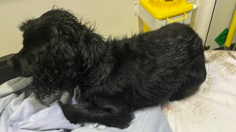 Jazz, a Cocker Spaniel missing for eight months, was discovered in the back of an ambulance.