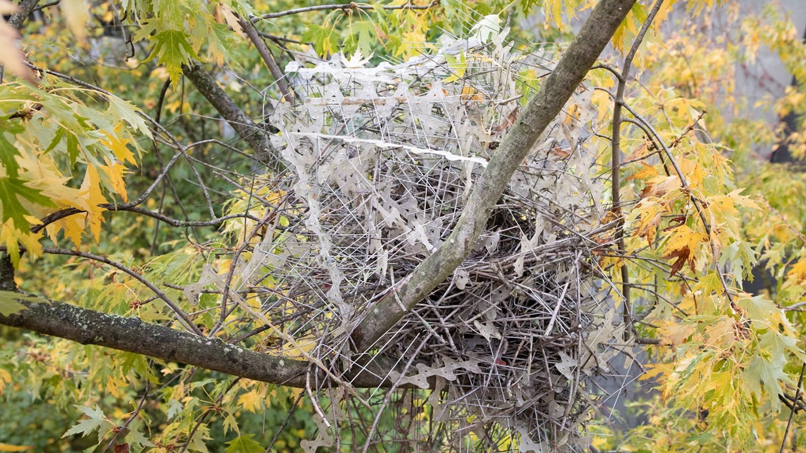 Les oiseaux ont appris à utiliser des pointes « anti-oiseaux » pour construire leurs nids |  Nouvelles du monde