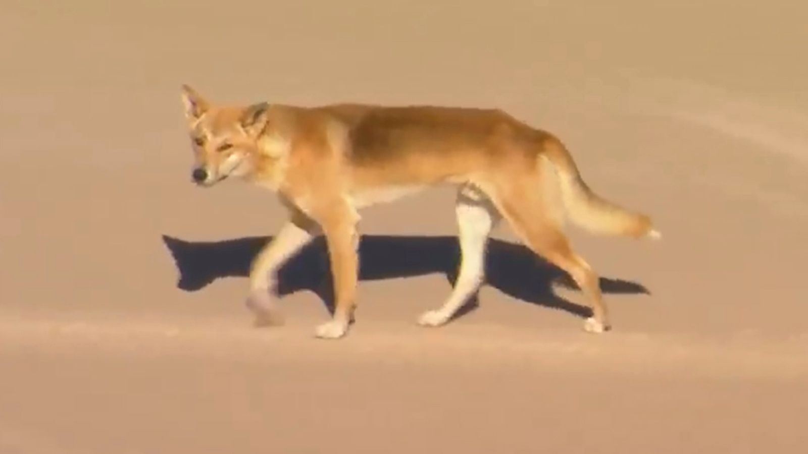 Dingót elaltatták, miután partra sodorták  világhíradó