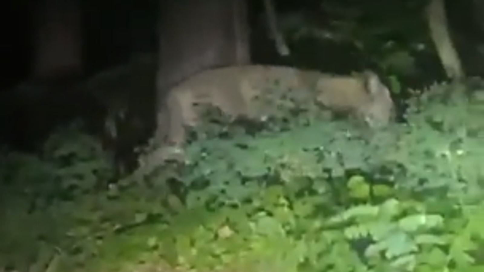 The 'lioness' on the loose in Berlin isn't what we first thought