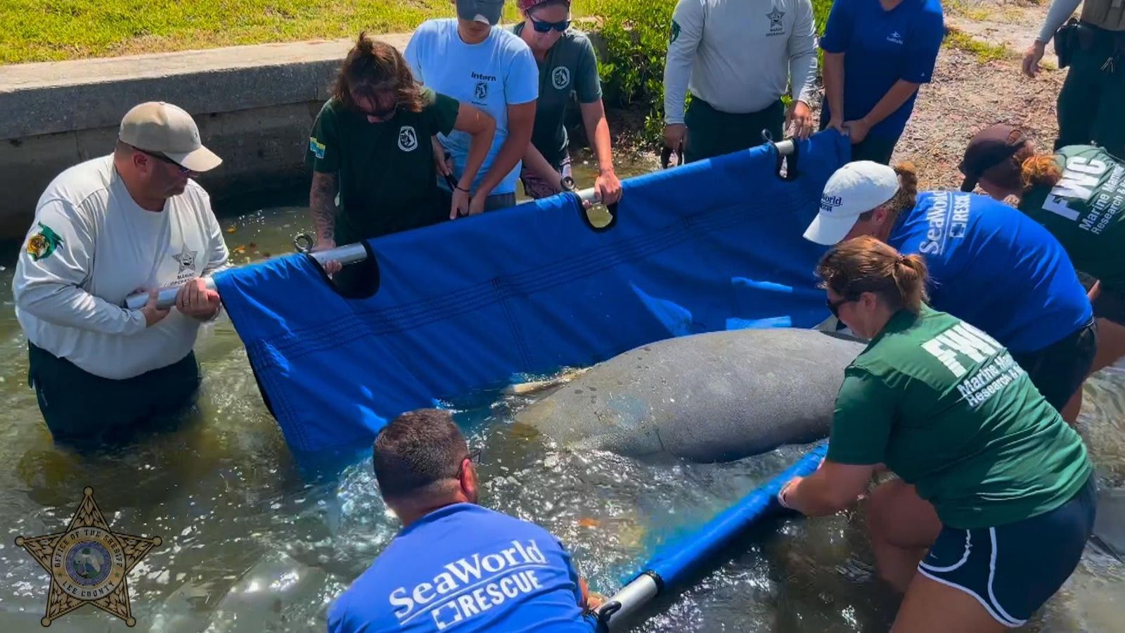 Florida: Manatee couple released into wild together after months of ...