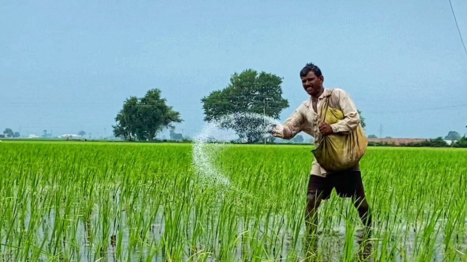 'Some will go hungry, some will starve': Global rice shortages feared after India bans exports