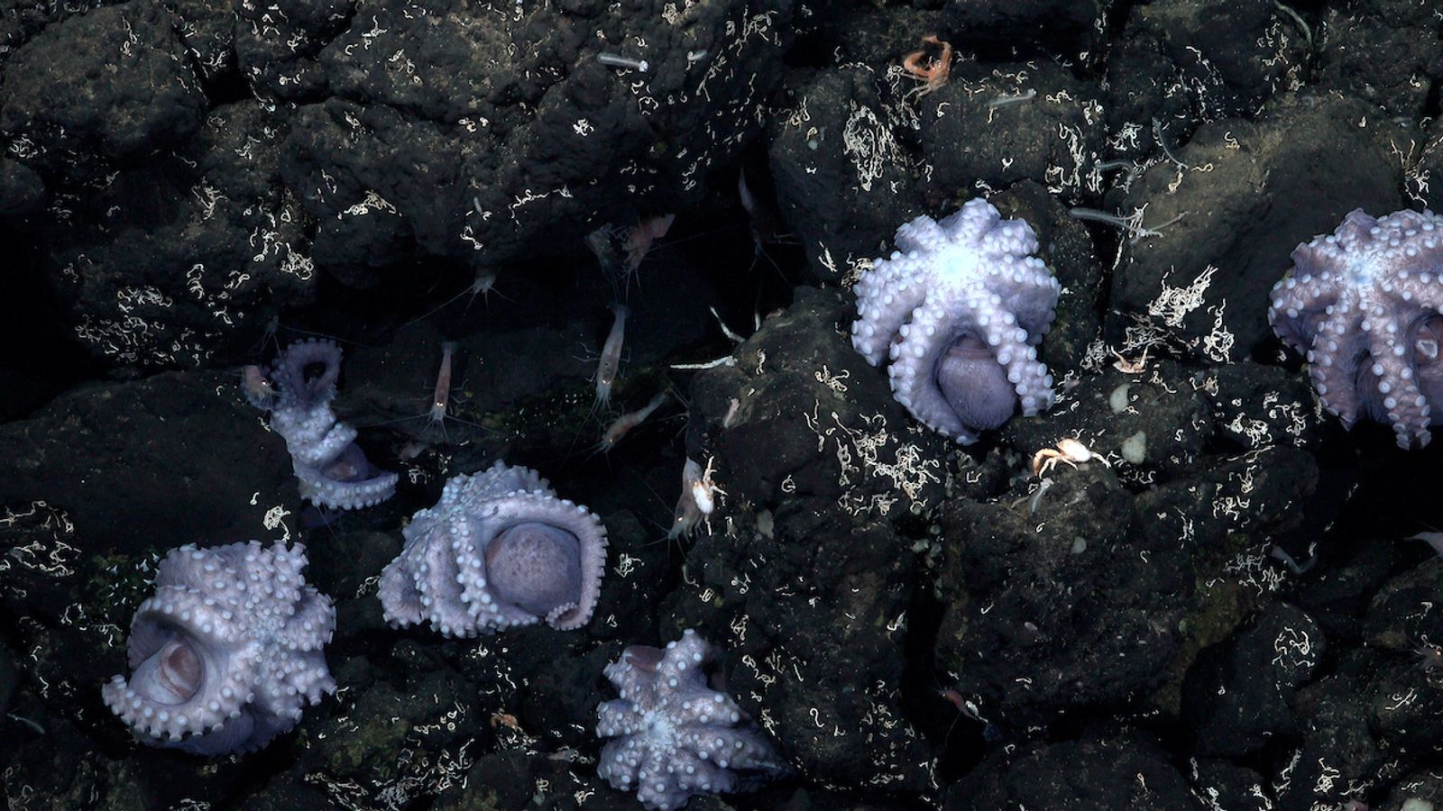 New octopus species found by scientists in uncommon ‘nursery’ off Costa Rican coast