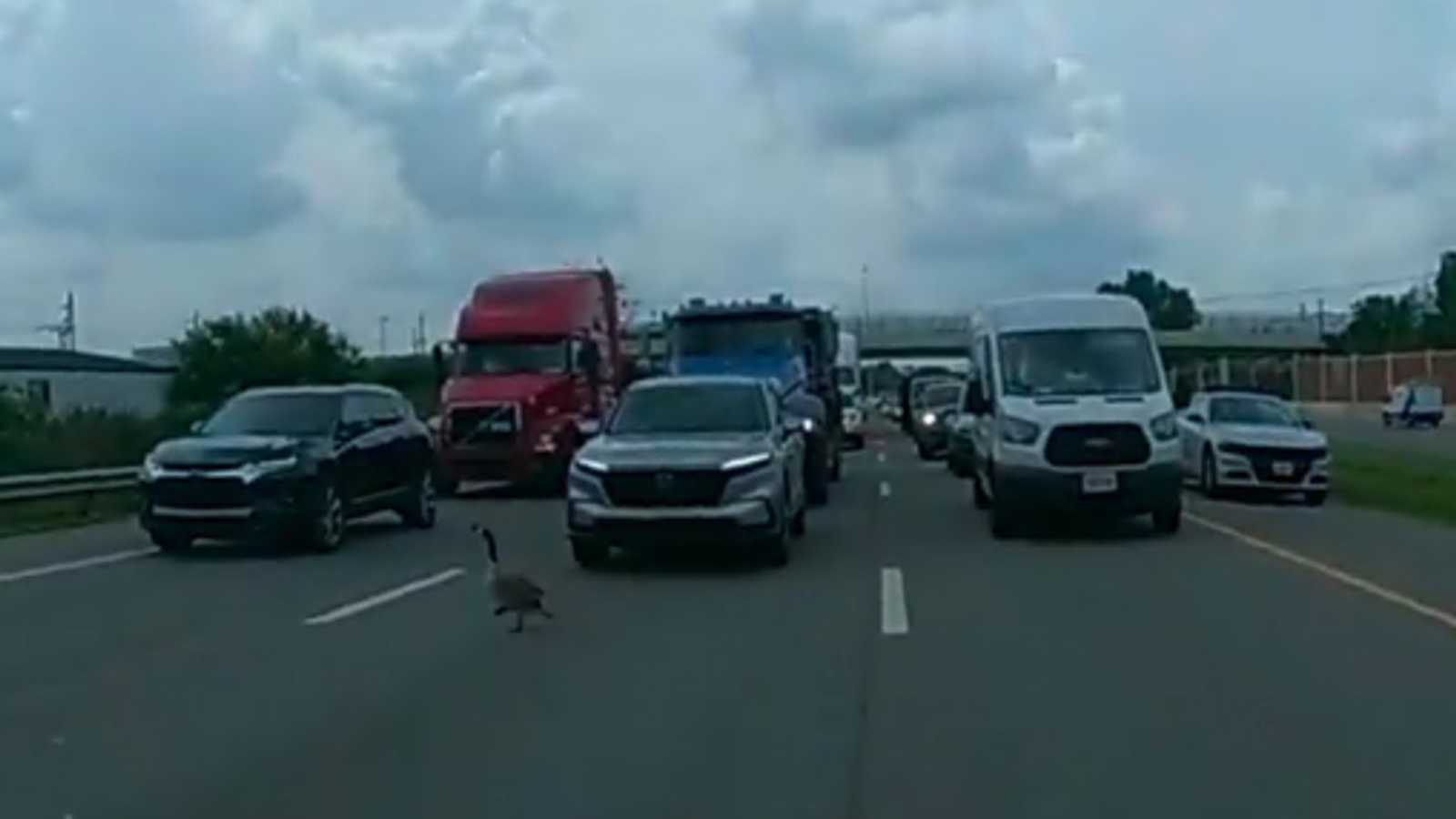 Watch state trooper stop traffic to help family of geese cross road in
