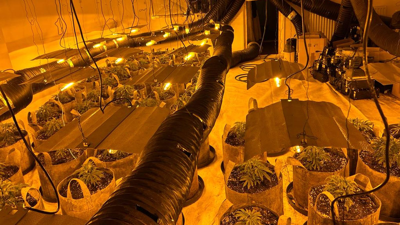 Operation Mille: £130m worth of cannabis, £636,000 of cash and 20 guns seized in UK-wide crackdown