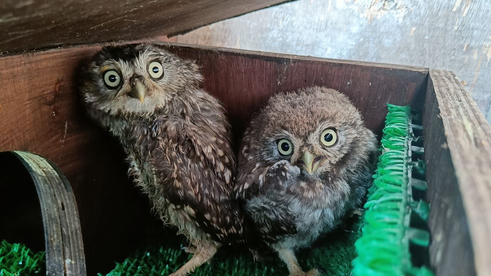 Axl and Slash: Young owls rescued from Glastonbury's Pyramid Stage after Guns N' Roses set named after rock stars