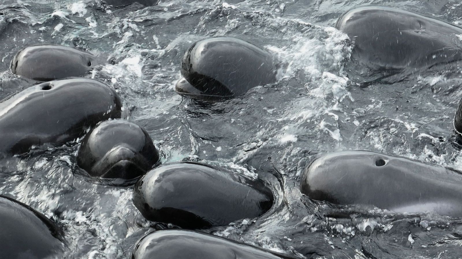 Pilot whales: 51 die after mass stranding on beach, as rescuers battle ...