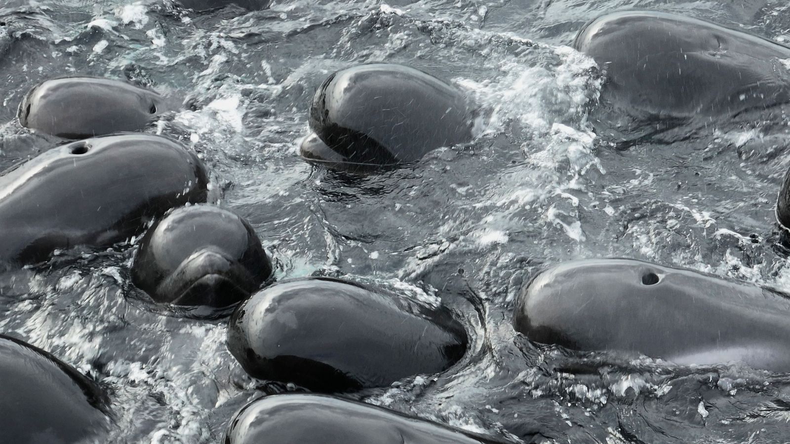 Pilot Whales: 51 Die After Mass Stranding On Beach, As Rescuers Battle ...