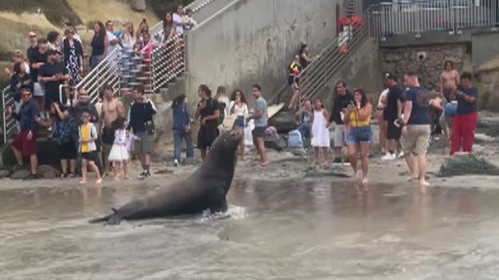 California Moment two sea lions charge towards beachgoers at La Jolla