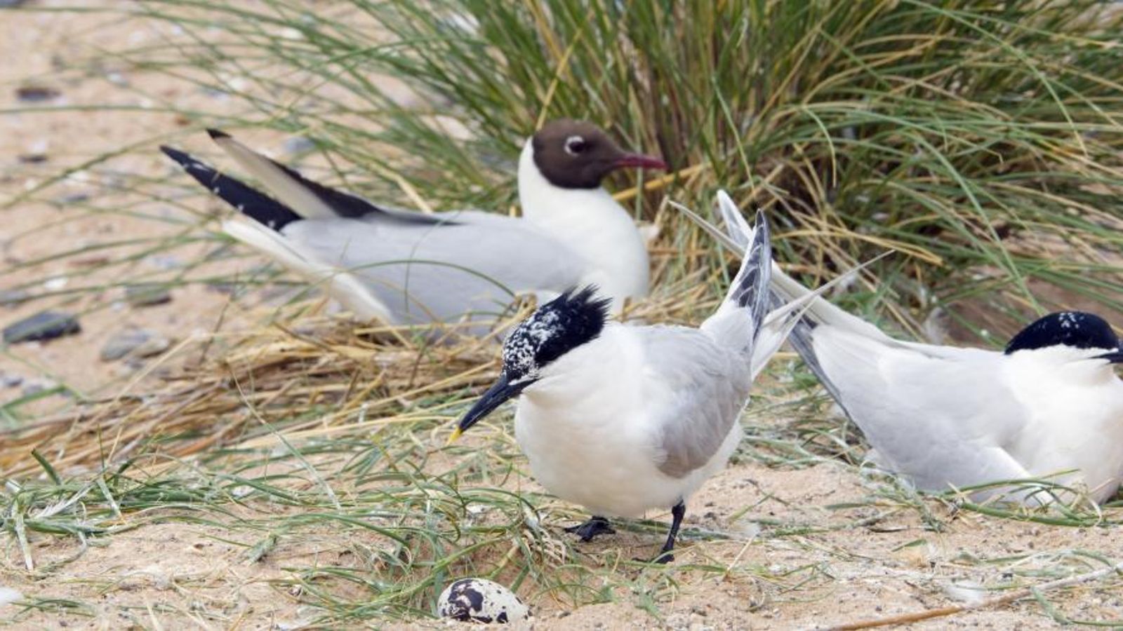 A whole lot of useless birds wash ashore as Scotland’s avian flu process power on ‘excessive alert’