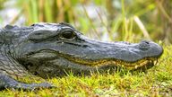 An American Alligator (lat.: Alligator mississippiensis) relaxes on the roadside in the Everglades, Florida, USA, 2006. Photo by: Ronald Wittek/picture-alliance/dpa/AP Images
