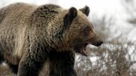 A grizzly bear roams through the Hayden Valley in Yellowstone National Park in Wyoming, May 18, 2014. The nearly 3,500 square mile park straddling the states of Wyoming, Montana and Idaho was founded in 1872 as America&#39;s first national park. Picture taken May 18, 2014. REUTERS/Jim Urquhart (UNITED STATES)
