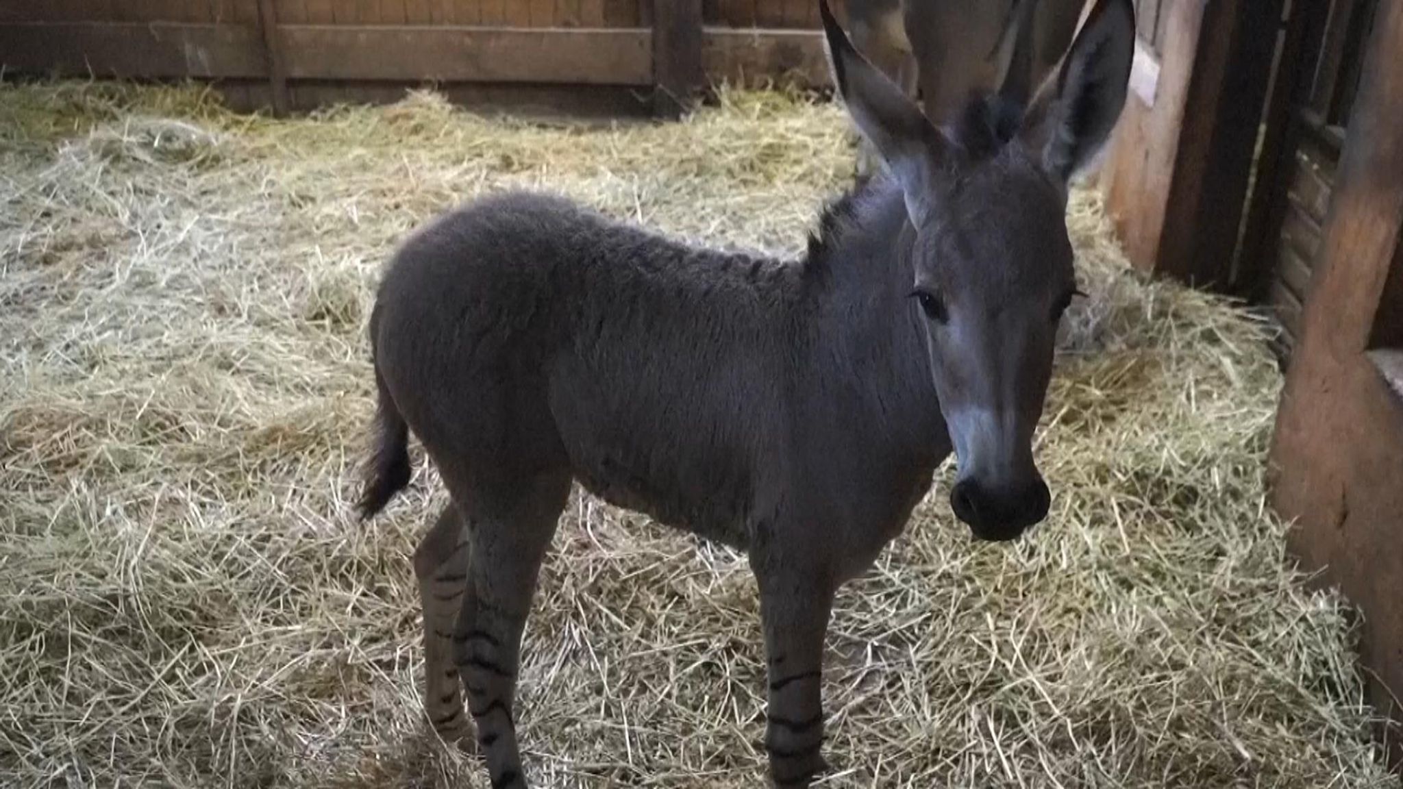 Born store graham mule