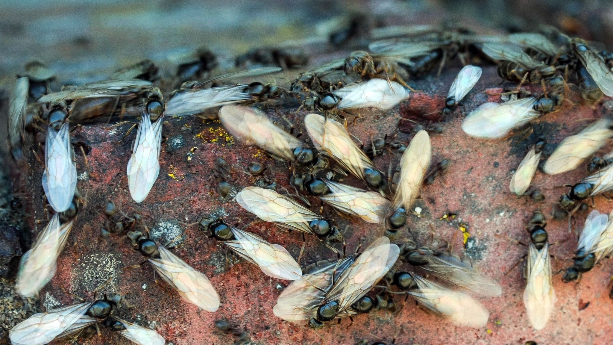 UK's 'flying ant day' arrives as radars detect milelong swarm near