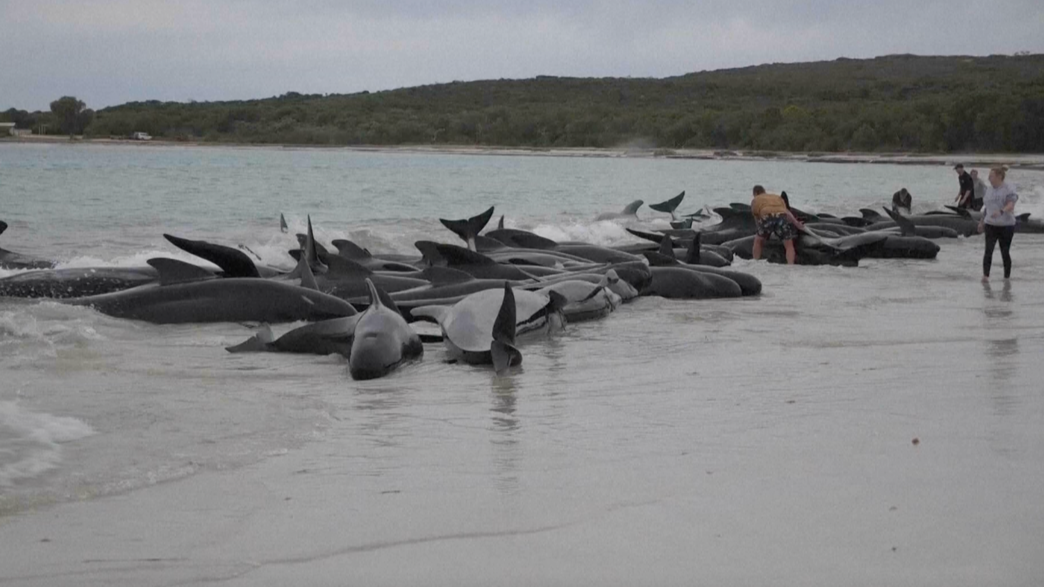 Nearly 400 whales are dead in mass stranding off coast of Australia - ABC  News