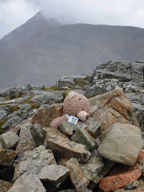 Mini Tyson teddy bear. Pic: Alastair Tyson